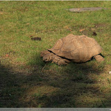 Riesenschildkröte