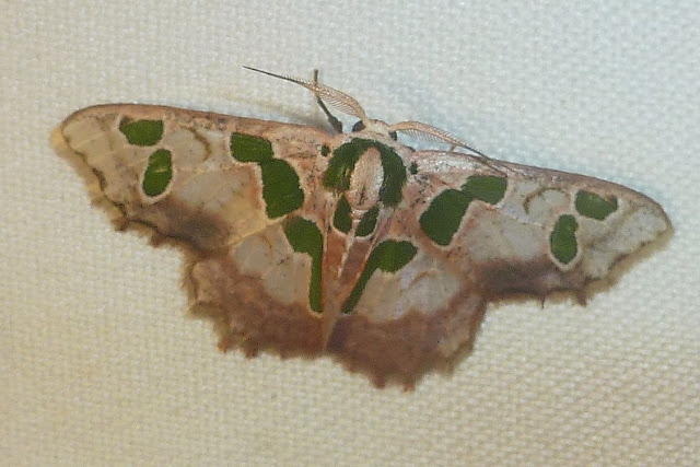 Sterrhinae : Antitrygodes sp. Saha Forest Camp, Anjozorobe (Madagascar). 2 janvier 2014. Photo : T. Laugier