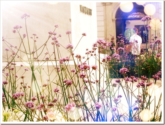 photograph of purple flowers taken in Salzberg