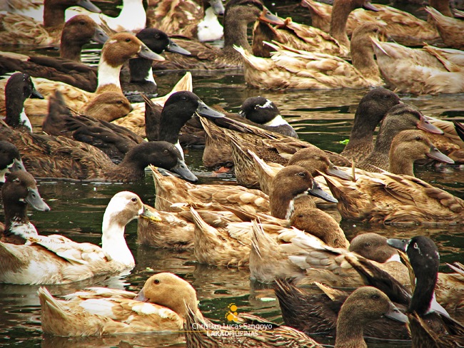 Ducks Everywhere at San Rafael, Bulacan