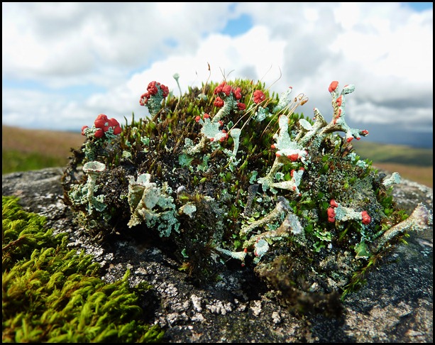 Pixie Cup (Cladonia pyxidata