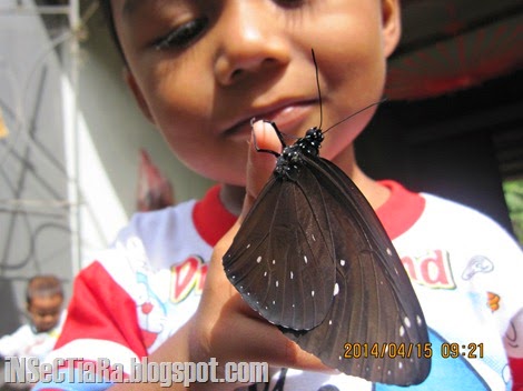 Daisuki mencoba memegang kupu-kupu Euploea sp. yang baru menetas tersebut. 