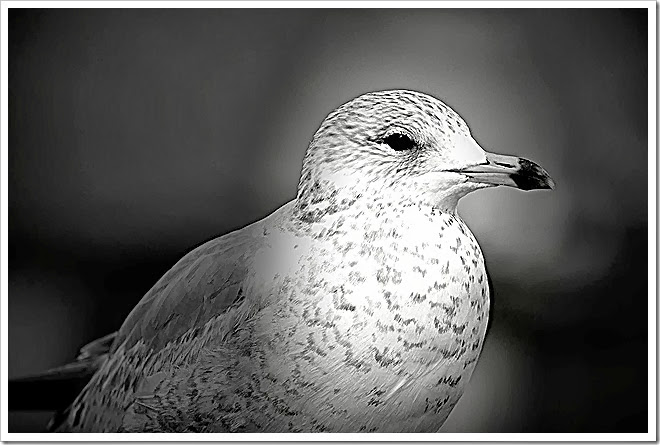 black-white-bird-free-pictures-1 (1024)
