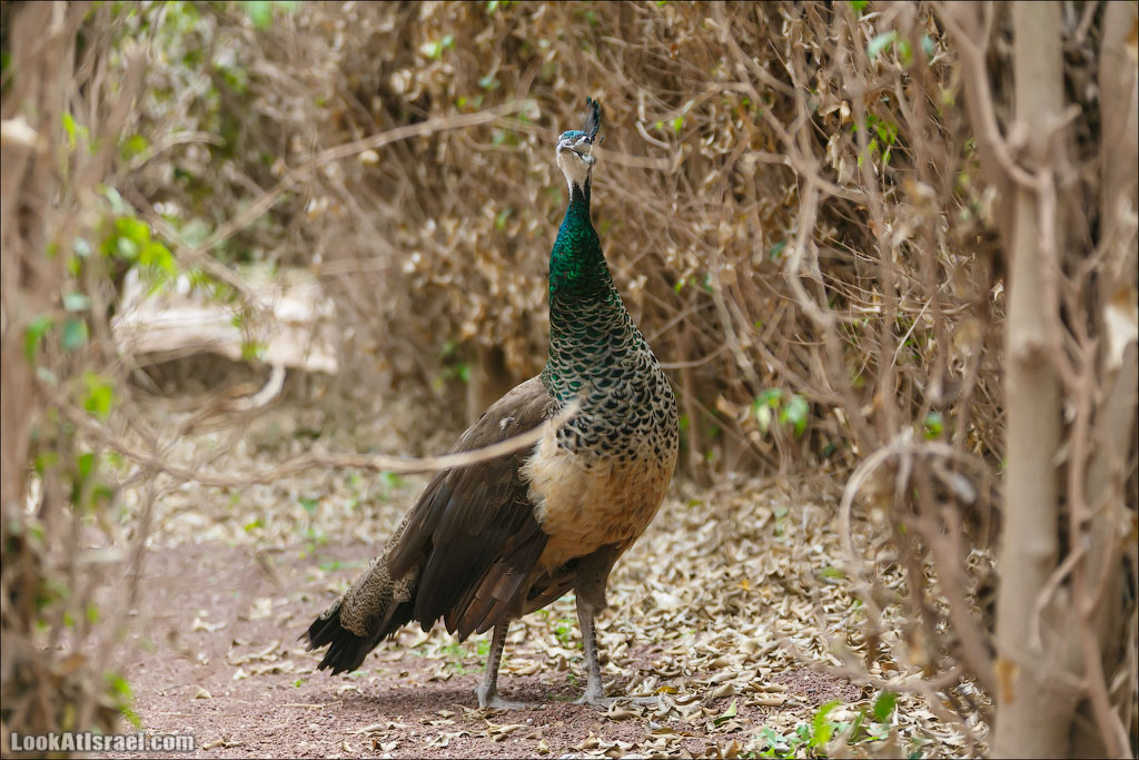 Ган Гуру - парк с кенгуру и другими австралийскими животными | Gan Guru | גן גורו | LookAtIsrael.com - Фото путешествия по Израилю