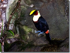 2004.08.25-032 toucan