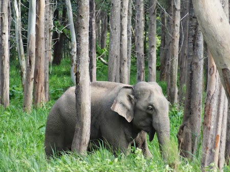 41. Elefant salbatic.JPG