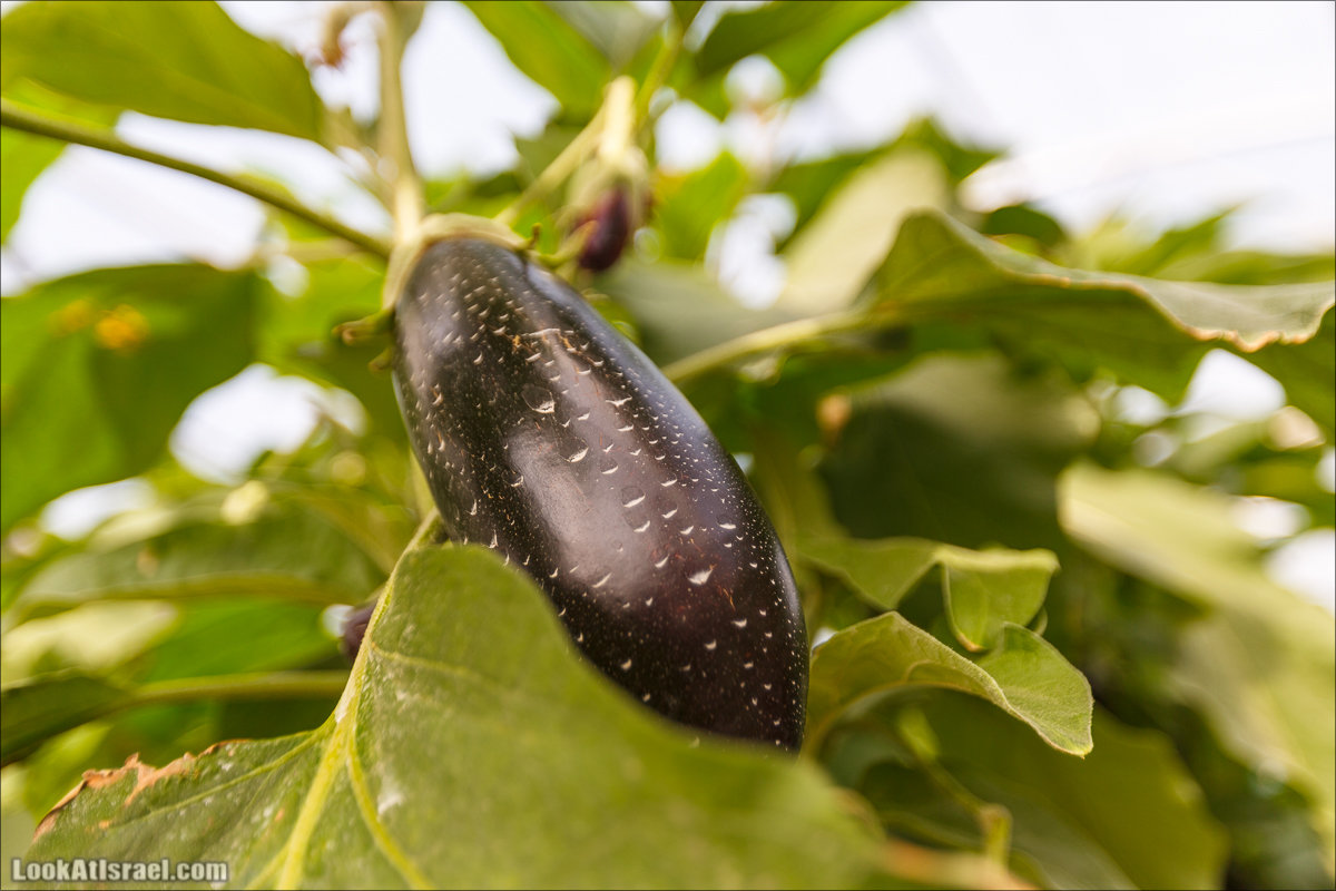 Сельскохозяйственная школа Хава бе-Эден | Hava be-Eden farm | LookAtIsrael.com - Фото путешествия по Израилю | חווה בעדן