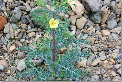0440 Arteara - S. Fernando (Amapola espinosa) 0440 Arteara - S. Fernando (Amapola espinosa)