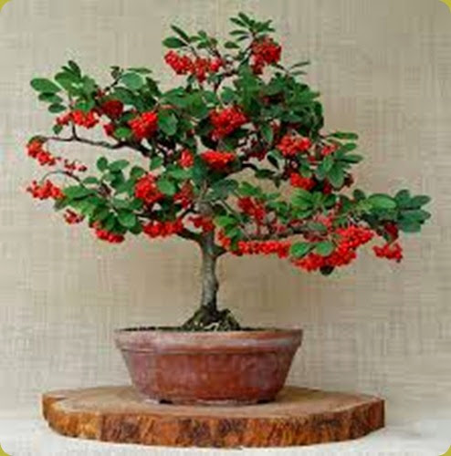 Cotoneaster2