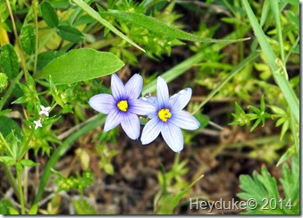 Blue Eyed Grass