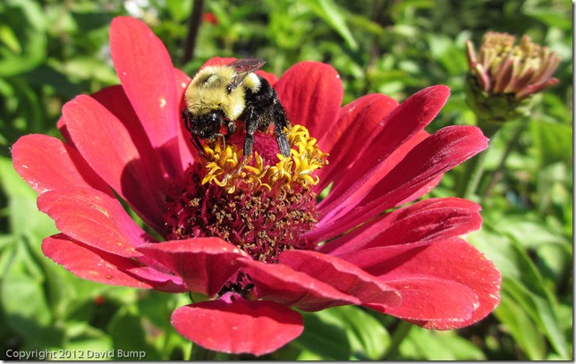Bee at FDR Rose Garden