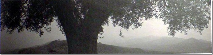 Cilento, 1999 (oliv tree)