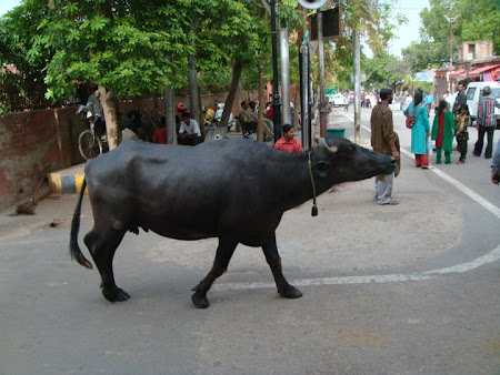 Imagini vaci India: vaca comunitara in Agra