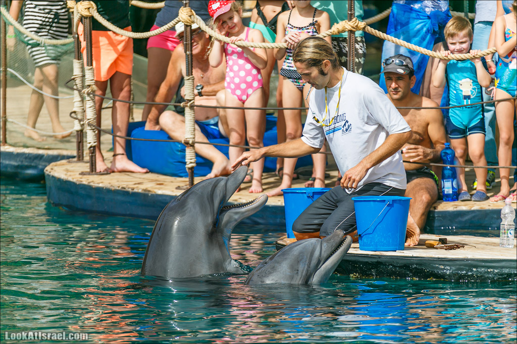 LookAtIsrael.com - Фото путешествия по Израилю | Дельфиний риф в Эйлате. Дельфинарий | Dolphins reef in Eilat | דולפינריום באילת