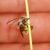 Melissodes male bee