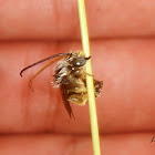 Melissodes male bee
