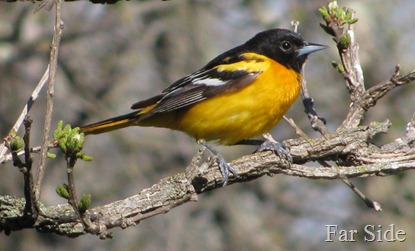 Baltimore Oriole May 18 2011