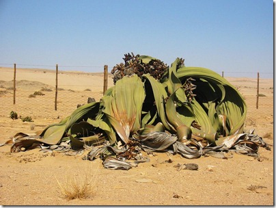 Welwitschia_mirabilis