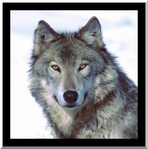 [Wolf-Animated-wolves-6904159-577-580%255B15%255D.gif]