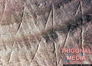 lukisan tertua di dunia di atas fosil kerang