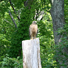 Red-shouldered Hawk