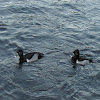Ring necked Duck