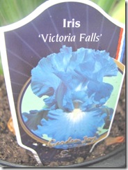 iris blue victoria falls
