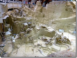 Sept 1, 2012: In-situ bones & tusks at the Mammoth Site