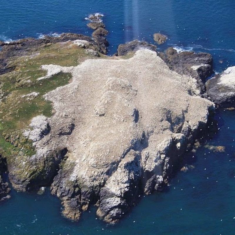 Остров гуана Остров гуана