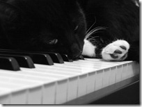 gato pianista blogdeimagenes (30)
