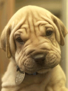 la-cachorro-16.gif