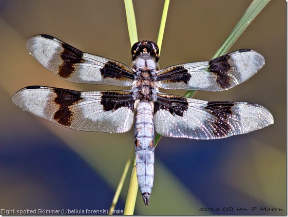Eight-spotted Skimmer (Libellula forensis) 