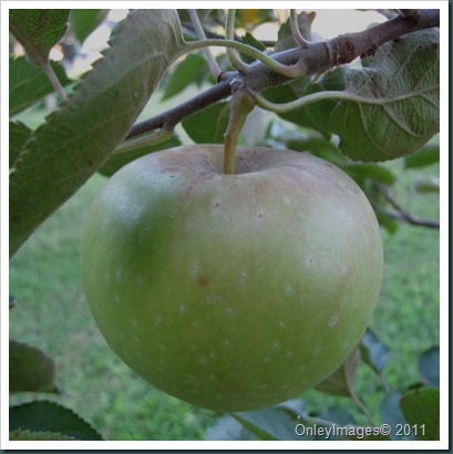 apples0716 (4)