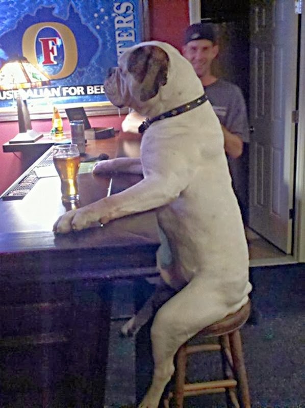 [animalessentadoscomopersonascosasdiv%255B11%255D.jpg]