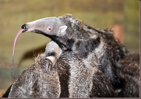 Amazing Animals Pictures Anteater (3)