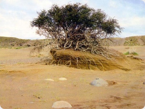 desertificacionmedanopata