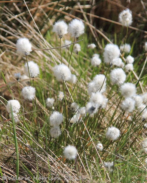 [3-hares-tail-cotton-grass5.jpg]