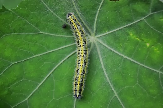 The Caterpillar - Pieris brassicae - of the Large White - Cabbage White - English Fairy Butterfly