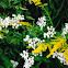 Goldenrod and snakeroot