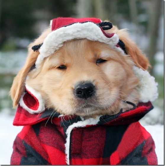 perro gorritos navidad (27)
