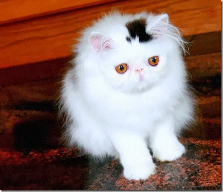 gatos con manchas cosasdivertidas info (1)