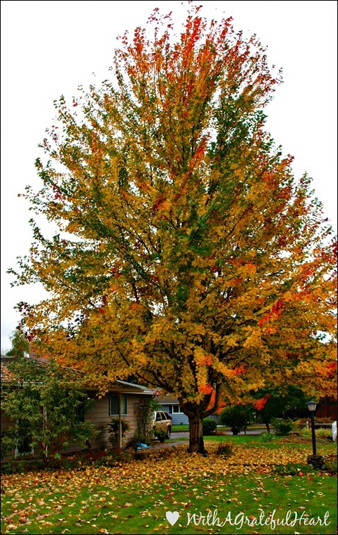 Big Maple Tree