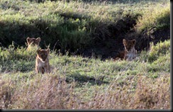 October 18 2012 3 lion cubs