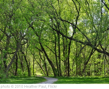'Green tree path' photo (c) 2010, Heather Paul - license: http://creativecommons.org/licenses/by-nd/2.0/