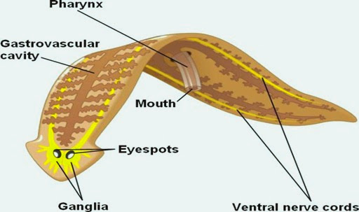 osztály platyhelminthes)