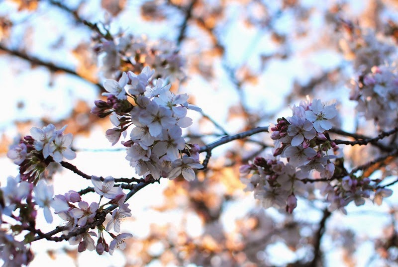 Cherry Blossoms_2 315