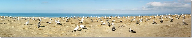 Cape Kidnapper's Gannet Colony