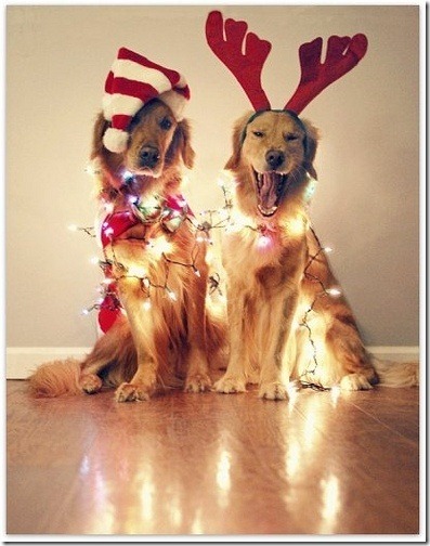 perro gorritos navidad (8)