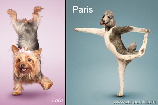 Anjing Senam Yoga (6)