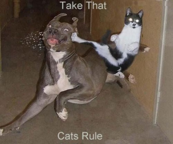 Karate-Cat-Fighting-with-Dog